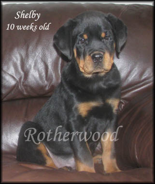 Admore Shelby von Rotherwood